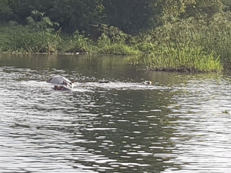 Hippos in the river 河中河马