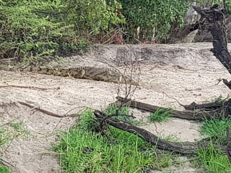 A croc on the river bank 在河岸的鳄鱼