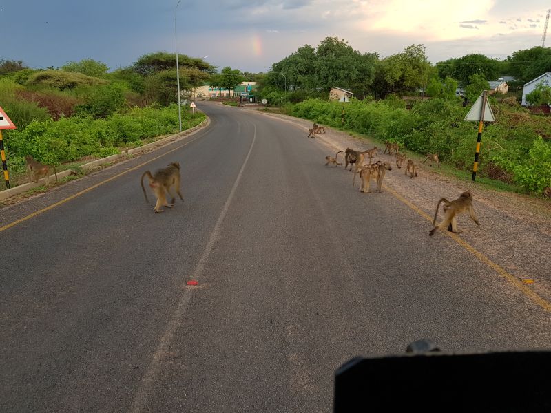 Taxi stops for the monkeys that have taken over the street in Botswana 的士为占据公路的猴子让路