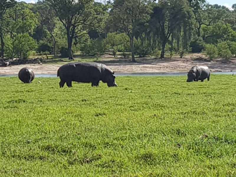 Chobe hippos 乔贝河马