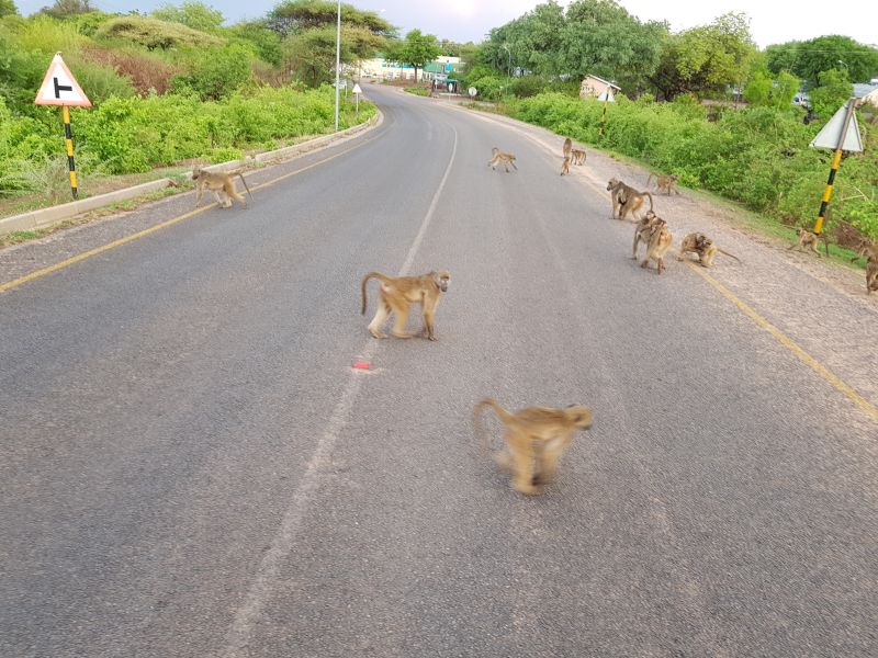 Taxi stops for the monkeys that have taken over the street in Botswana 的士为占据公路的猴子让路