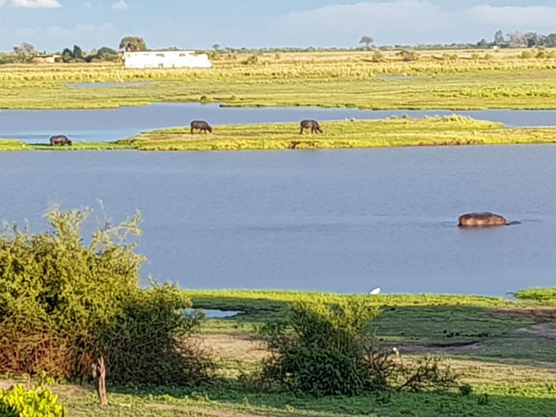 Chobe – all animals have a place under the sun 乔贝 – 动物共享天地