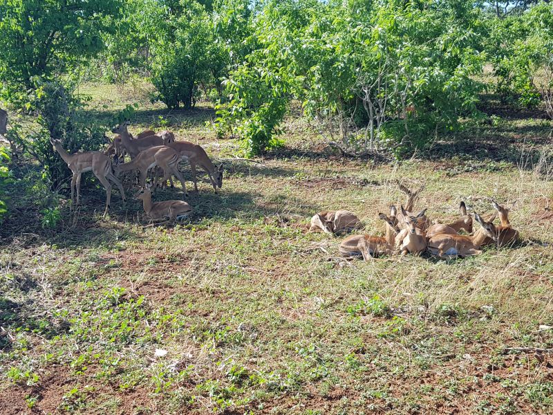 Chobe gazelles 乔贝羚羊