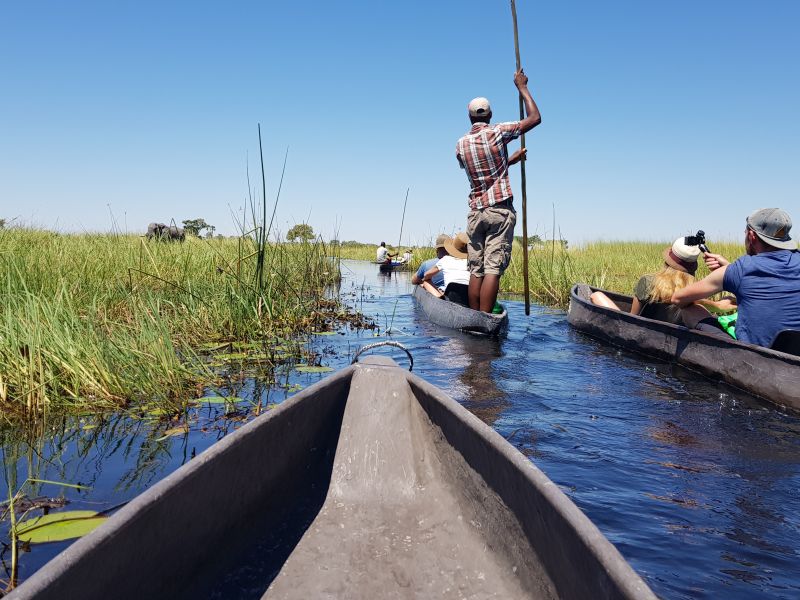 Confronted by an elephant in Okavango Delta 在奥卡万戈沼泽地受大象挡住前路