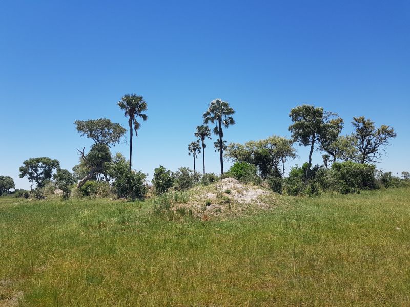 An island in the delta 沼泽的小岛