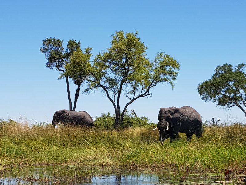 Elephants along the water way 河道旁的大象