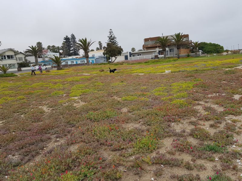 Short colorful shrubs carpeting Swakopmund beach 斯瓦科普蒙德海滩满地颜色草毯