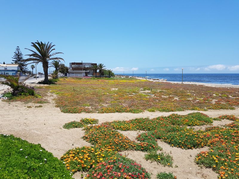 Short colorful shrubs carpeting Swakopmund beach 斯瓦科普蒙德海滩满地颜色草丛