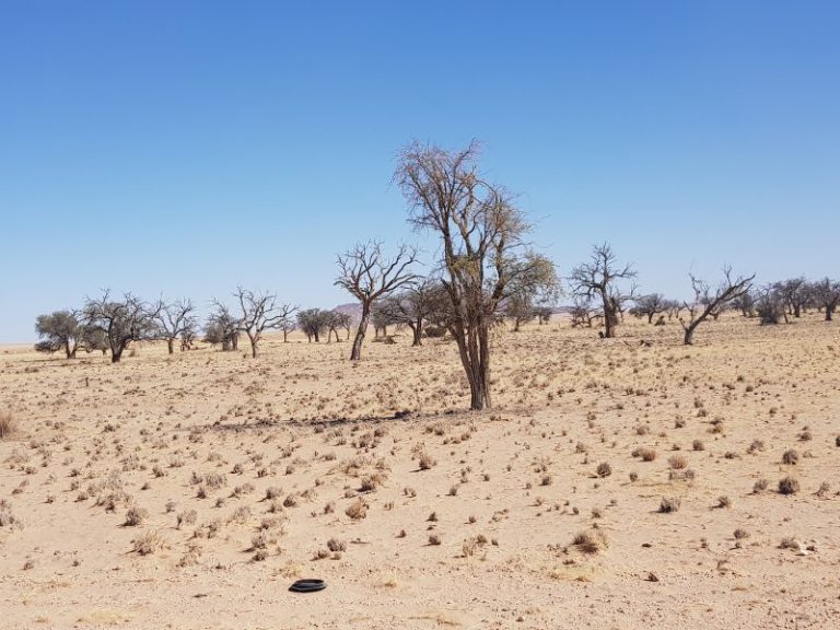 On the way to Sossusvlei, gorgeous, a bit bald 到索苏维来风景， 就这么几根了