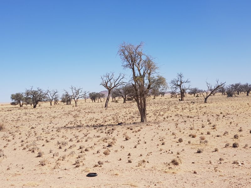 On the way to Sossusvlei, gorgeous, a bit bald 到索苏维来风景， 就这么几根了