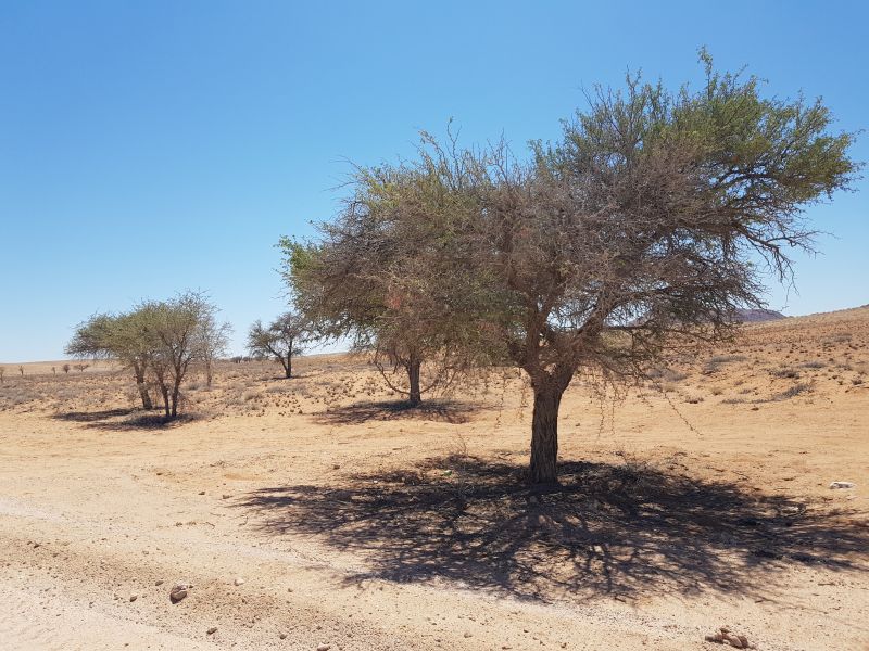 On the way to Sossusvlei, dry but pretty 到索苏维来风景，干枯但不乏魅力