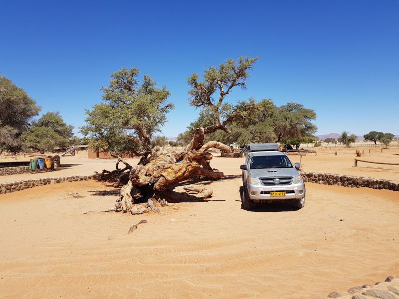 Campsite at Siesrem, my own car park and tent site marked by a bald tree 在Siesrem 营地， 我自己的车位， 篷位和没几根头发的遮阴树