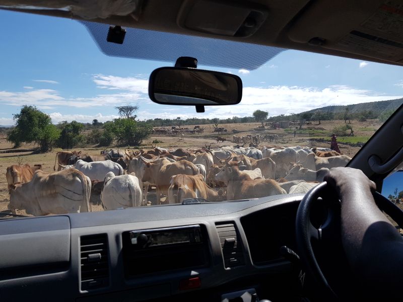 Mud road of Masai mara, blocked by cattle 出马赛马拉土路被牛群挡路