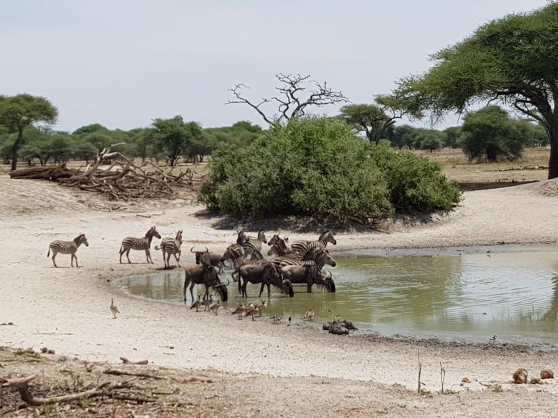 Animals at the watering hole in Tarangire 塔兰吉雷公园内动物水池边解渴