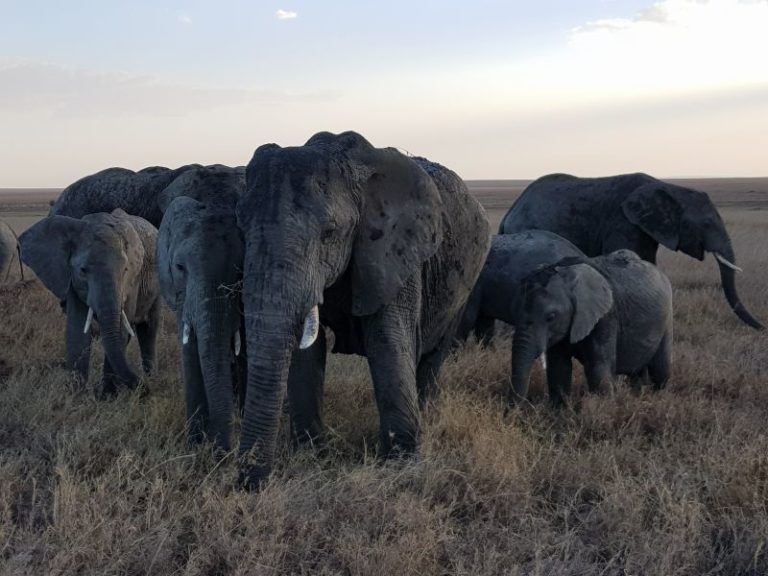 Elephants in Serengeti 塞伦盖地狮群 