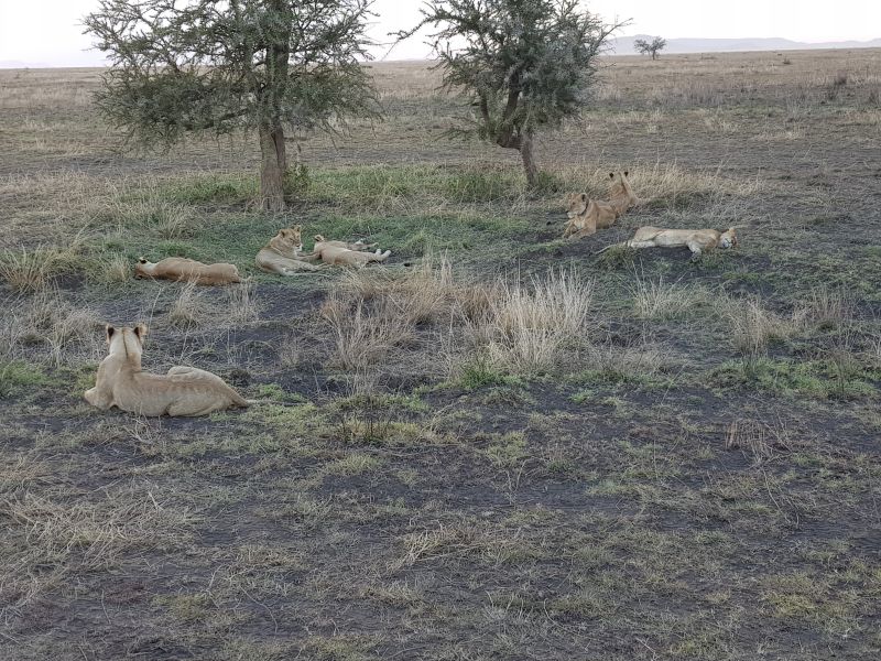  Serengeti lions lazing 塞伦盖地狮群打瞌睡 