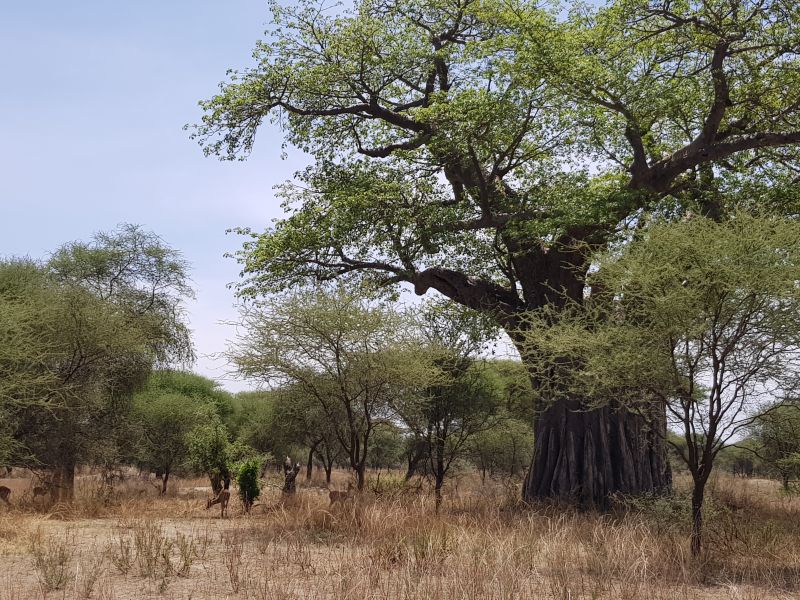 Tarangire – baobao tree 塔兰吉雷公园宝宝树 