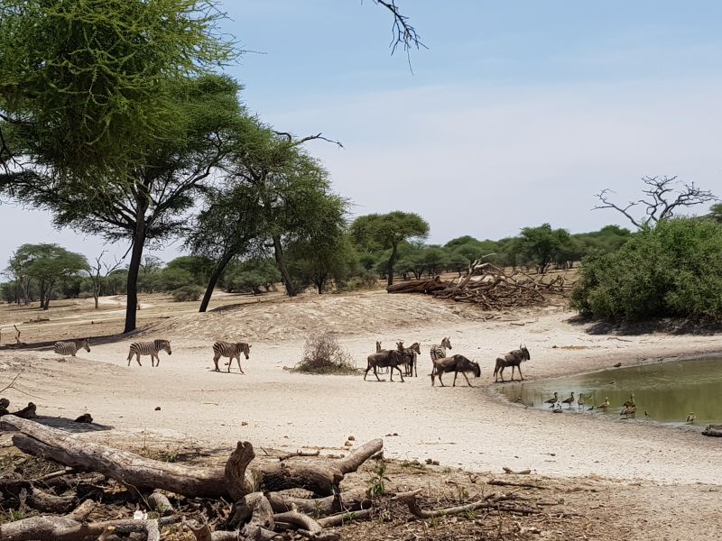 Animals marching to the watering hole in Tarangire 塔兰吉雷公园内动物迈向水池