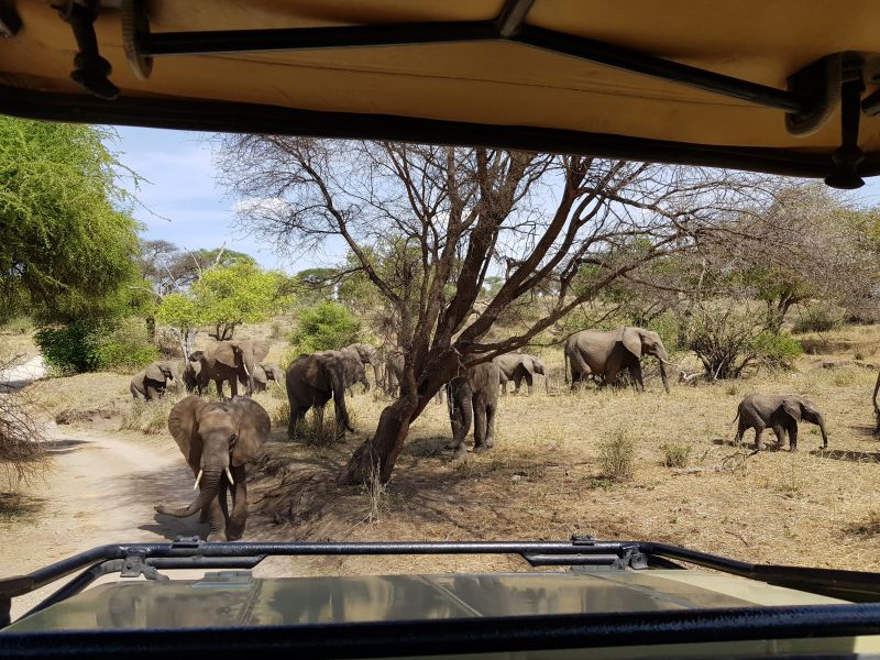 Elephants big and small heading to the watering hole大象小象往水池喝水 