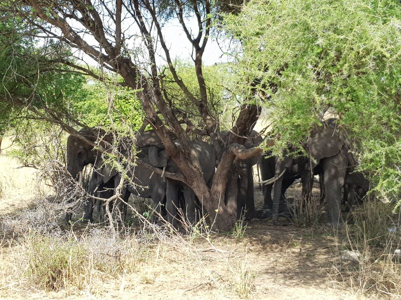 Elephants under the shade 大树庇荫的象群 