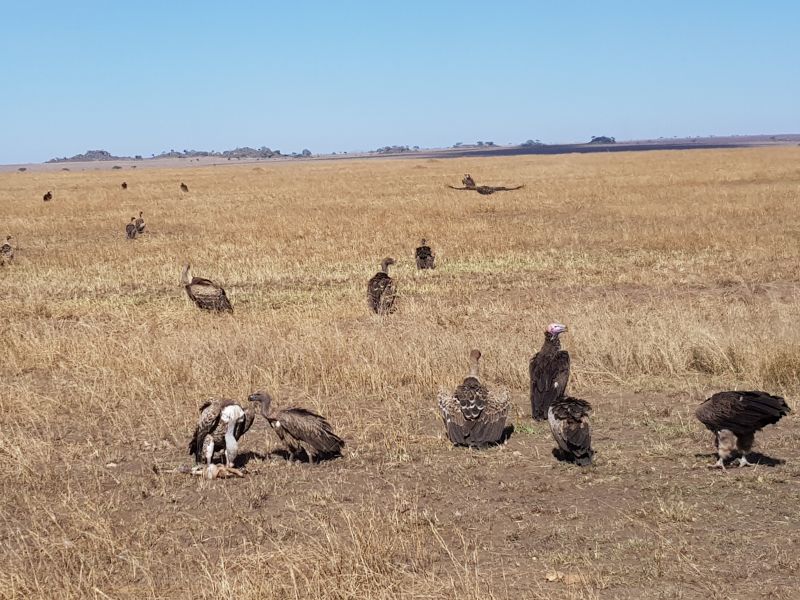  Vultures in Serengeti 塞伦盖地秃鹰 