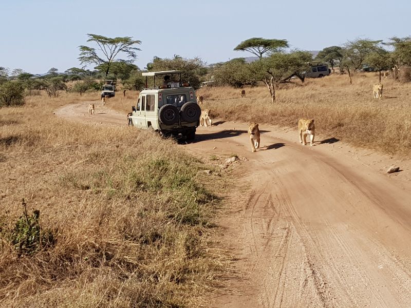 Lions swirling around our vehicles, marching toward the river for prey 狮群绕着我们猎游车往河边捕猎 