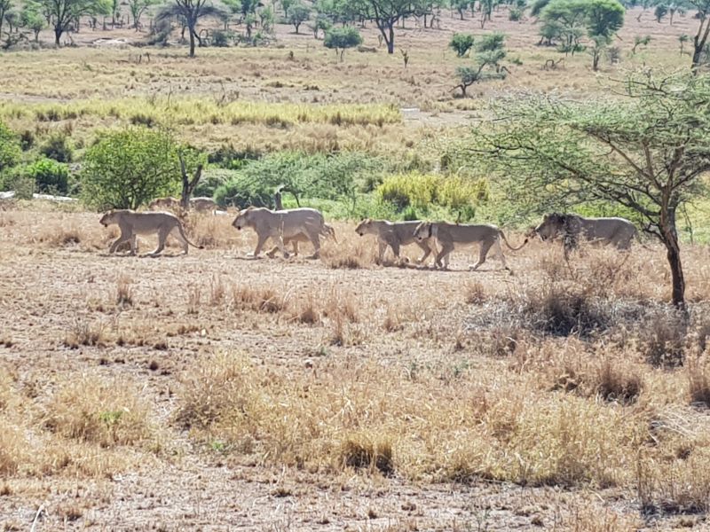 Lions on the hunt 捕猎狮群 