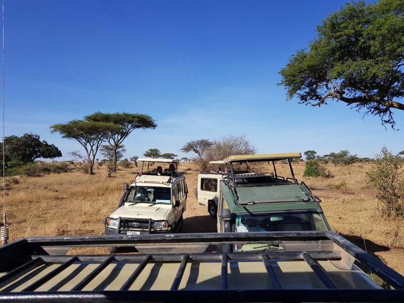  Safari jeeps in Serengeti 塞伦盖地猎游车 