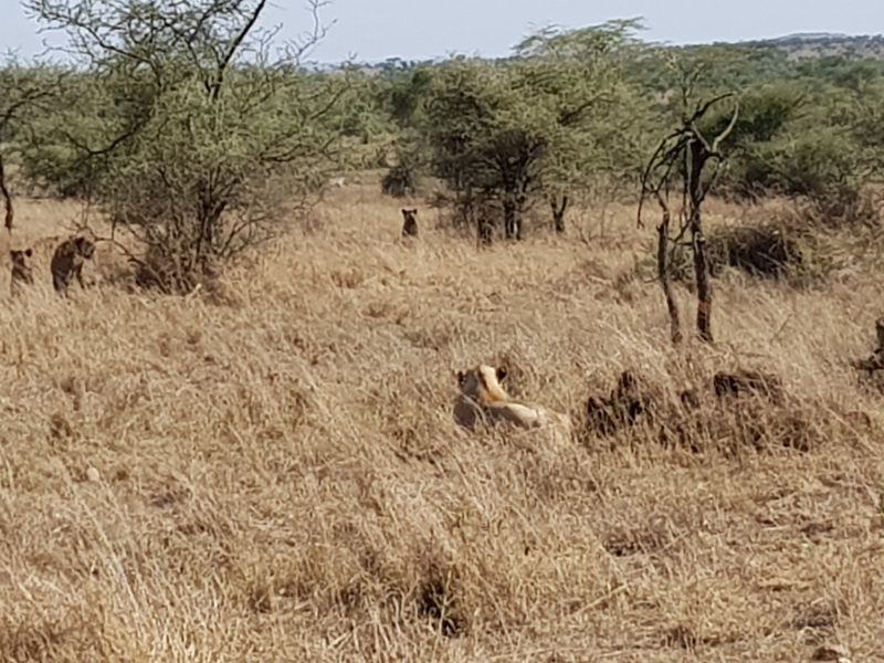 Lions lying low, in formation, watching their targets marching to the river, waiting for the moment to pounce 狮群布阵卧着静观往河边走的猎物