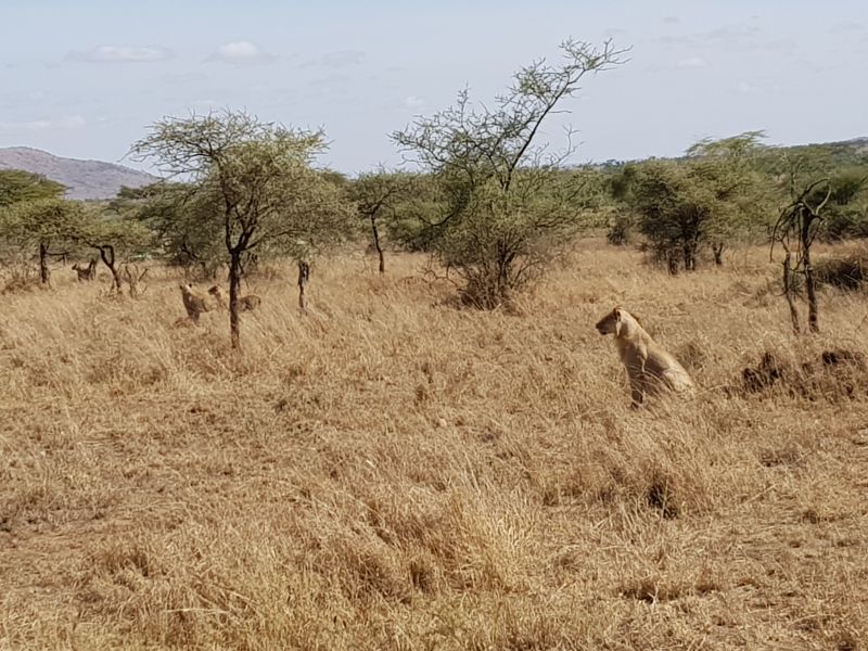  Lions waiting to pounce 狮群注视百米外猎物等时机突击 