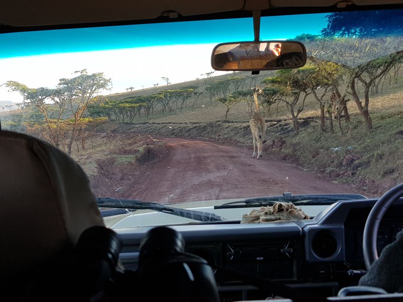 On the way to Ngorongoro, giraffes wandering around 往恩格罗火山口长颈鹿路旁嚼树叶 