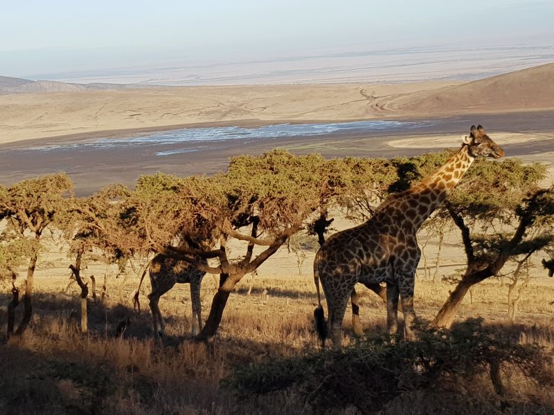  Giraffes grazing near Ngorongoro 长颈鹿在恩格罗附近草地 