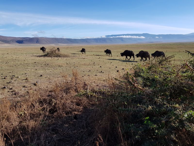 Animals in the Ngorongoro Crater 恩戈罗火山口的野兽