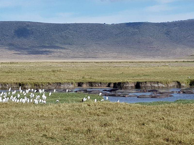 Hippos and birds near a pond in Ngorongoro Crater 恩戈罗火山口池塘的河马和鸟类