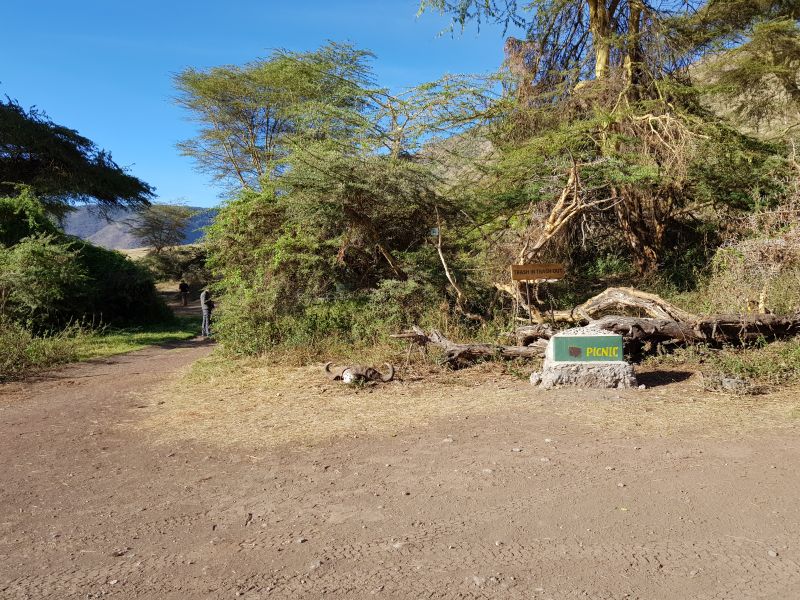  An unfenced picnic area in Ngorongoro crater infested with wild beasts! 猛兽漫游恩戈罗火山口内没隔离的野餐点 