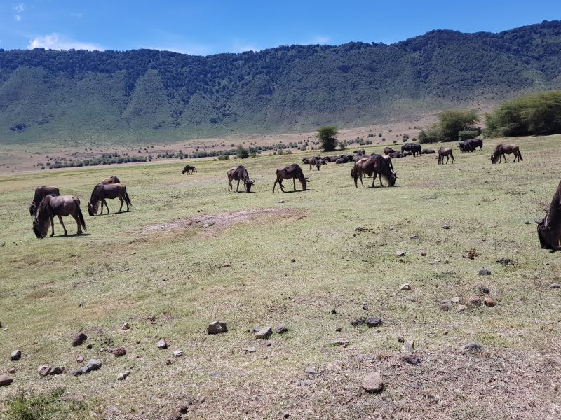 Wildebeests in the Ngorongoro Crater 恩戈罗火山口的角马