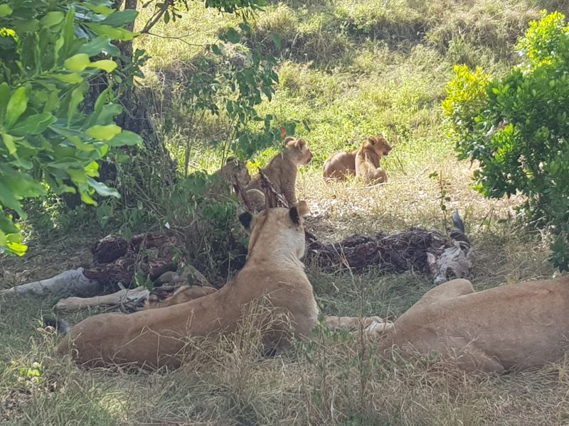 Lion family just finished meaty breakfast 狮子家庭刚用完早餐 