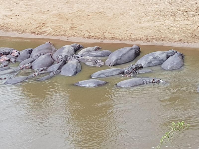 Hippo in communal bath 河马群泡