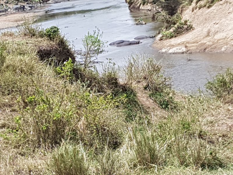 Hippos in river in the Park 河马在公园河里泡澡 