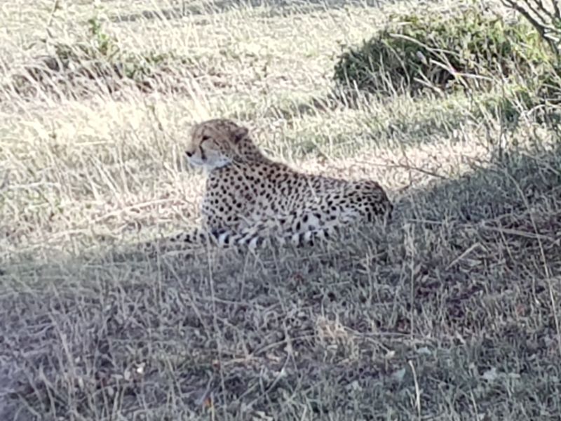 Cheetah resting in the shade 猎豹荫下乘凉