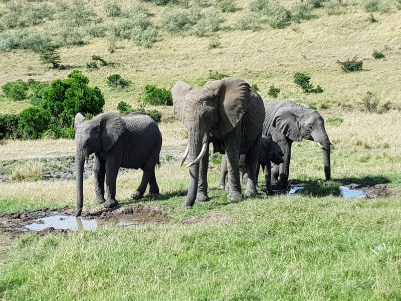 Elephant drinking from dwindling mud pool 象子快消失泥潭吸水