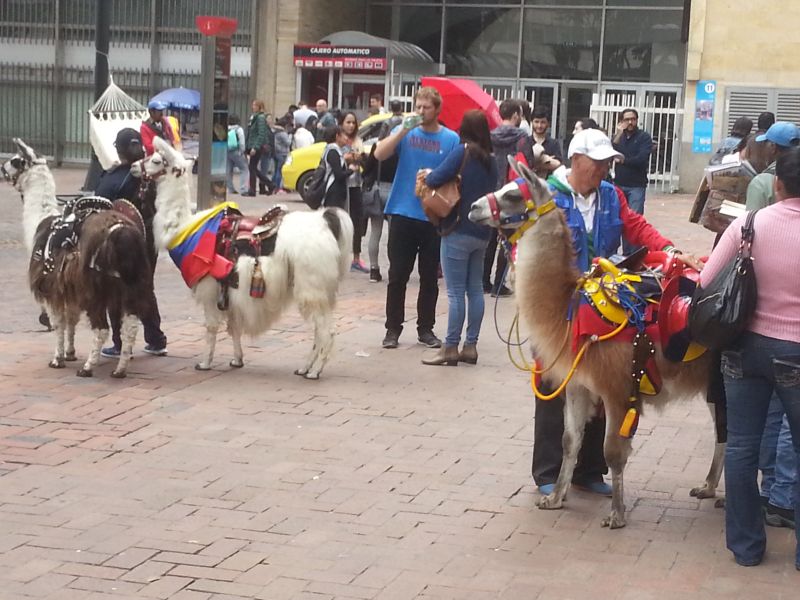 Llamas in Bogota 波哥大美洲驼