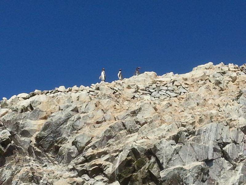 Penguins on Islas Ballestas 鸟岛上企鹅