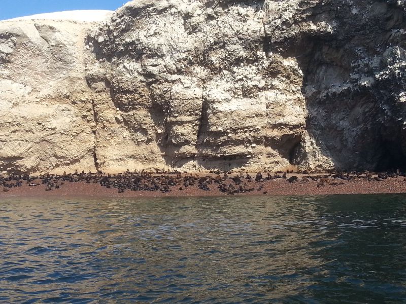 Sea lions on Islas Ballestas 鸟岛海狮