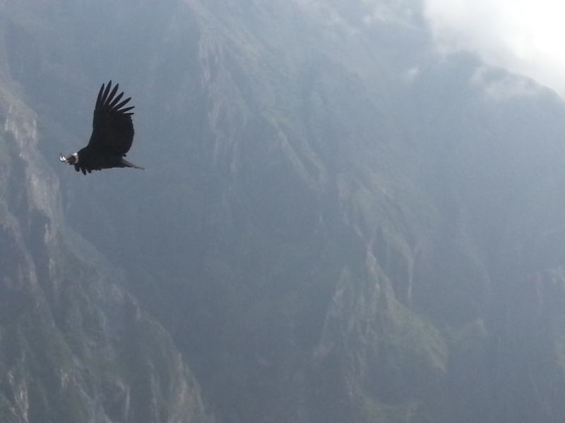 The giant condors at Colca Canyon 科卡大峡谷的秃鹰