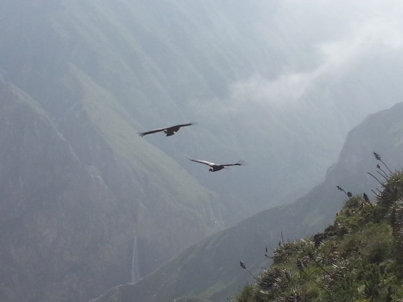 The giant condors at Colca Canyon 科卡大峡谷的秃鹰