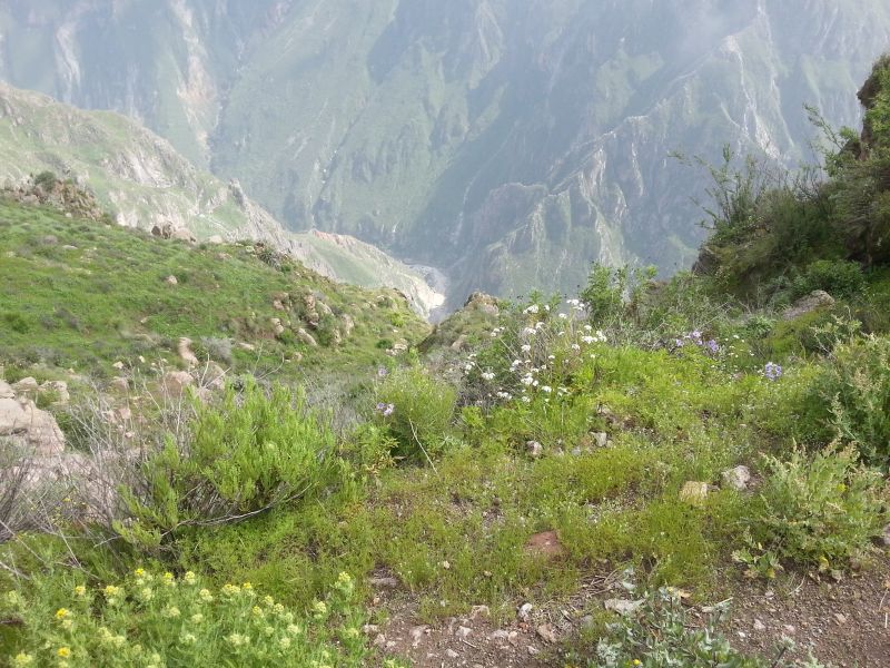 Colca Canyon 科卡大峡谷