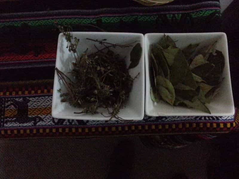 Coca leaves for altitude sickness 古柯叶以抗高原症