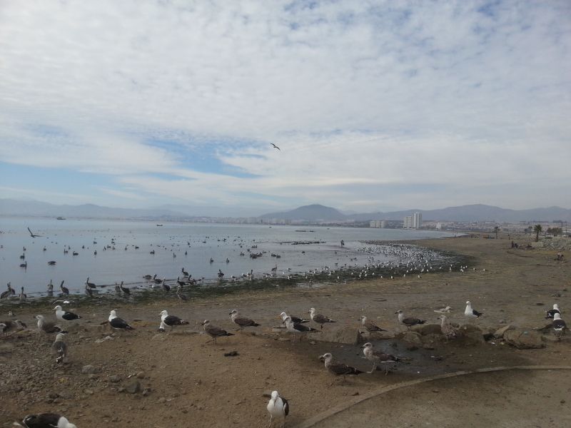 Serena beach 拉塞雷纳海滩