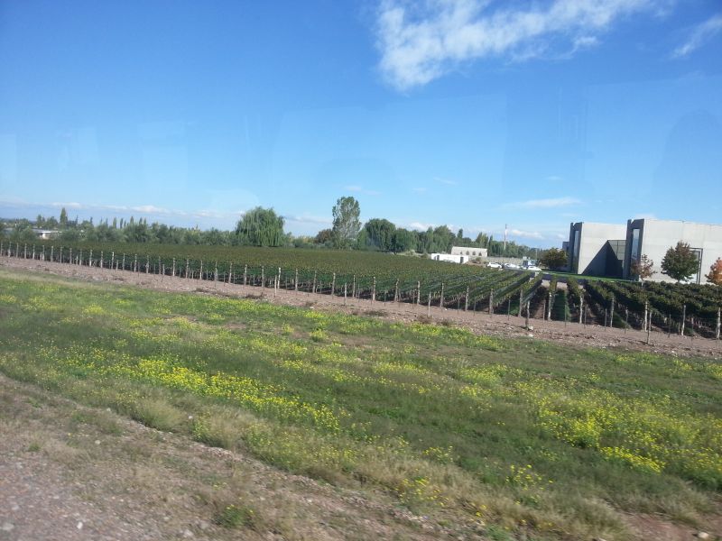 Arriving into into vineyard Mendoza 大巴驶入门多萨路过郊外葡萄园